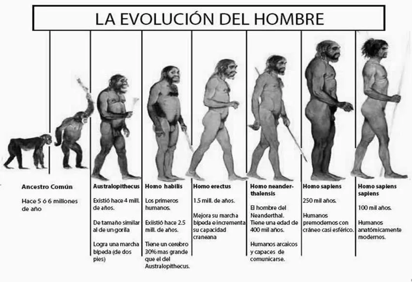 Hominización