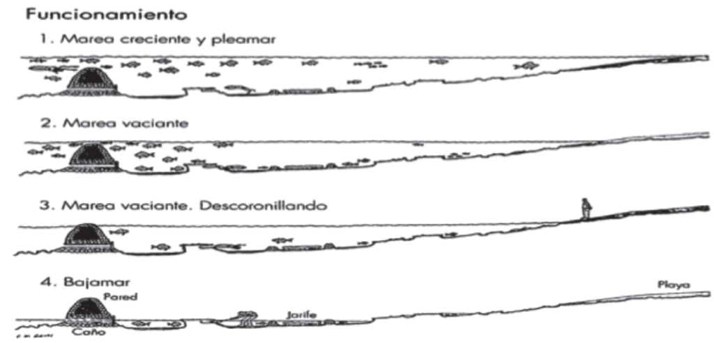 Funcionamiento de los corrales de pesca, por J. Muñoz Pérez et al.