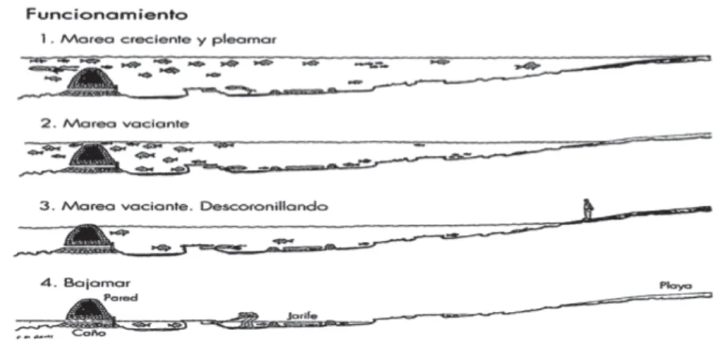 Funcionamiento de los corrales de pesca, por J. Muñoz Pérez et al.